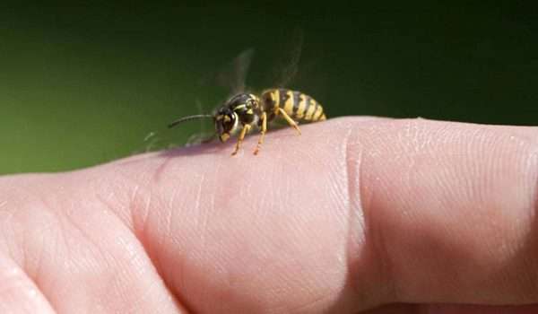 هل قرصة النحلة ضارة؟