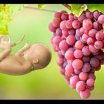 إزالة العنصر: فوائد عصير العنب الأحمر للحامل فوائد عصير العنب الأحمر للحامل